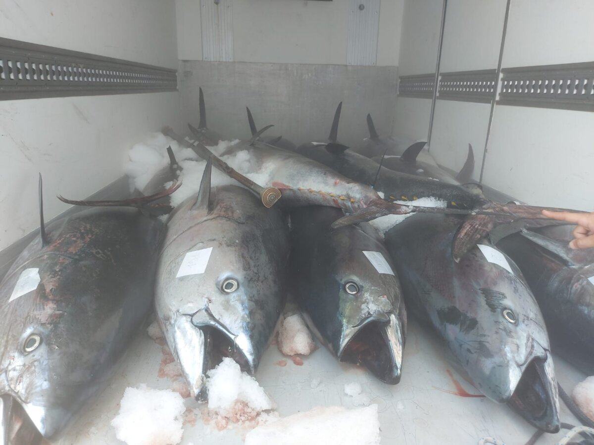 Sequestro Pesce