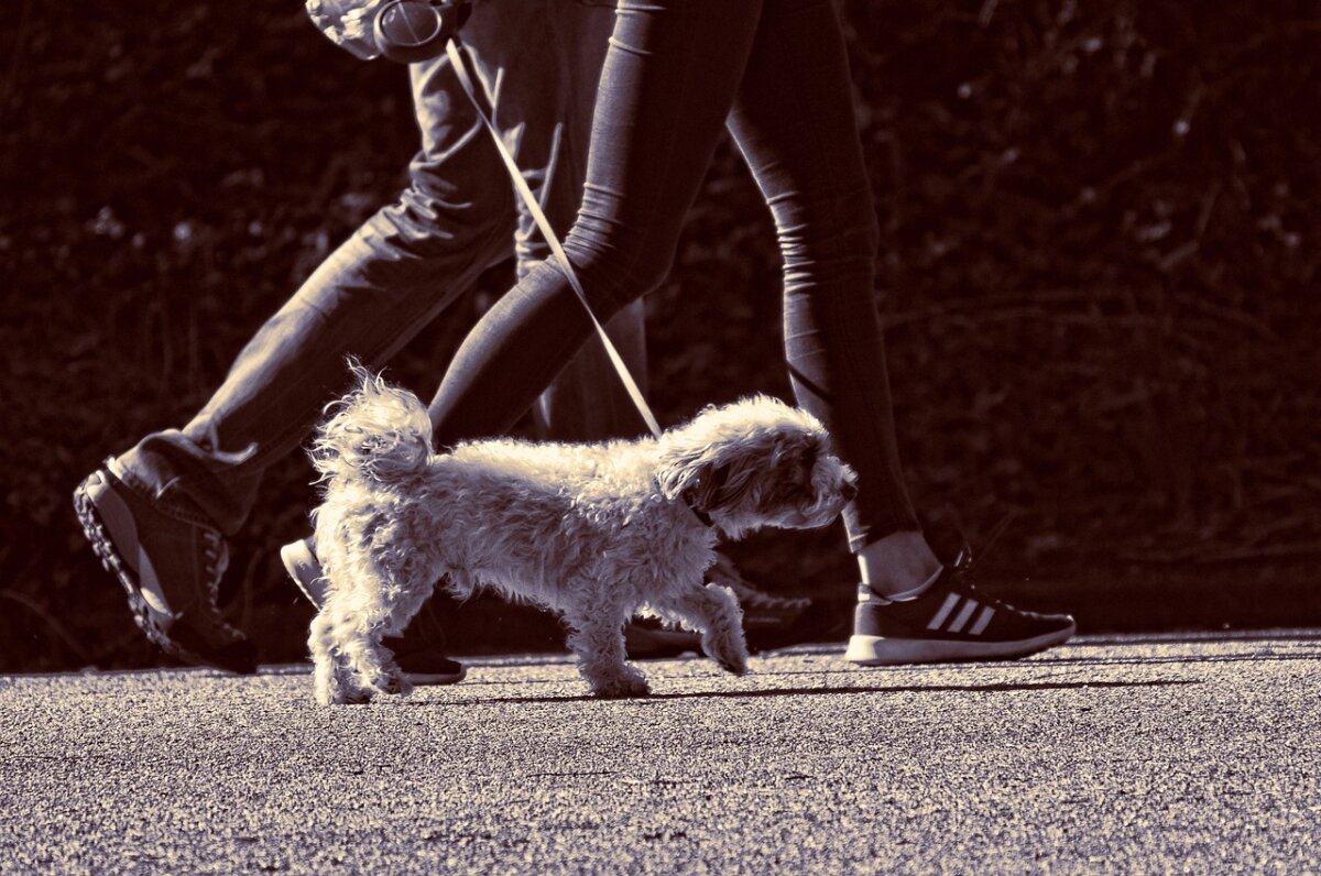 Cane