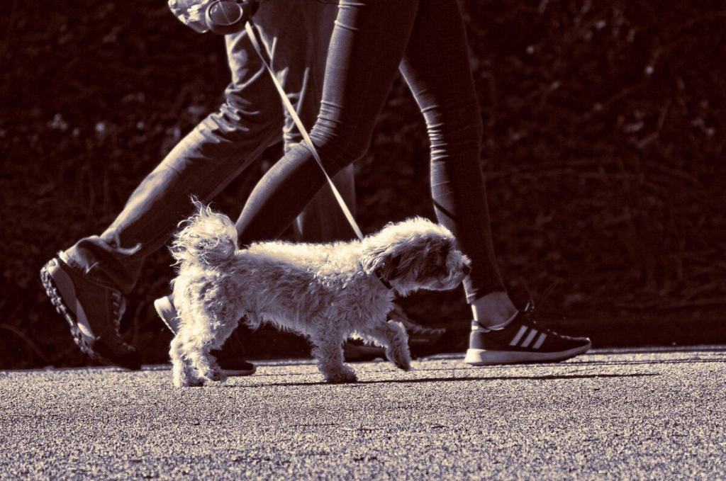 Cane