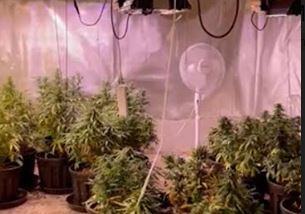 Carabinieri Marijuana