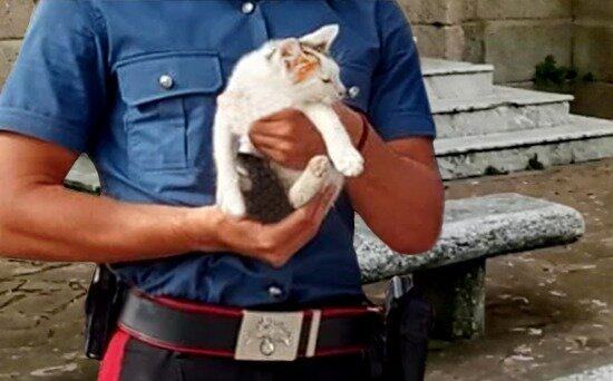 POLISTENA MALTRATTAMENTI A UN GATTINO POSTATI SU INSTAGRAM DENUNCIATI DAI CARABINIERI TRE GIOVANI