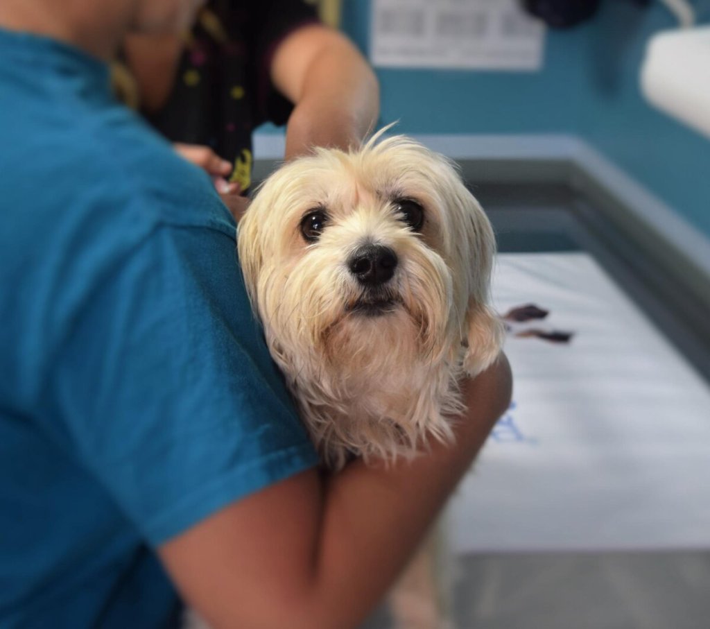 Cane Veterinario