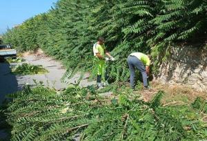 Castore Manutenzione Verde