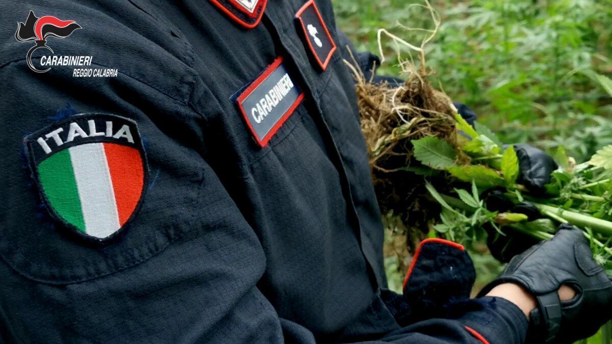 PALMI I CARABINIERI ARRESTATO UN 58ENNE PER DETENZIONE ILLECITA DI SOSTANZA STUPEFACENTE RINVENUTI 8 KG DI CANNABIS OCCULTATA ALL’INTERNO DI UN SACCO NERO