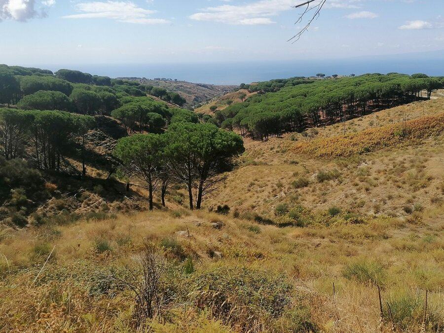 Pinete Collinari