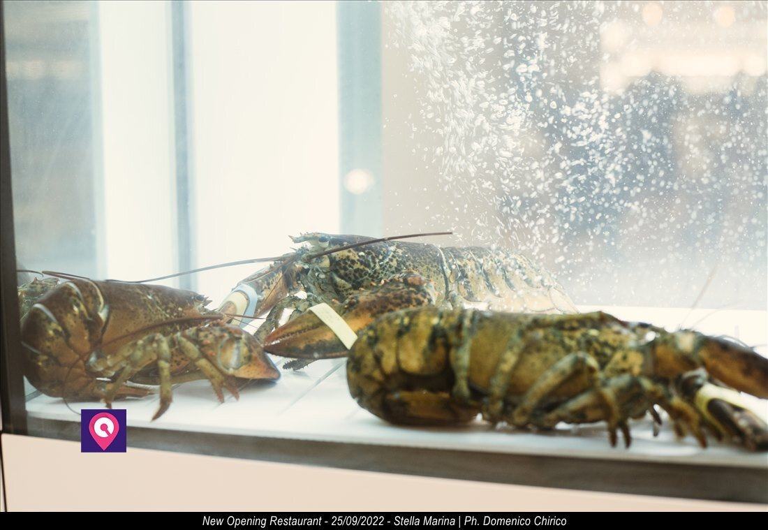 Restaurant Stella Marina New Opening 45