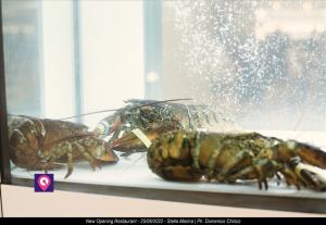 Restaurant Stella Marina New Opening 45