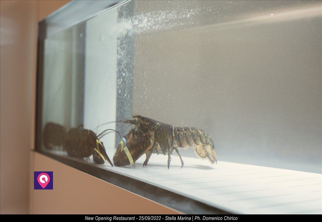 Restaurant Stella Marina New Opening 80