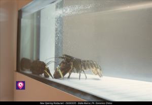 Restaurant Stella Marina New Opening 80