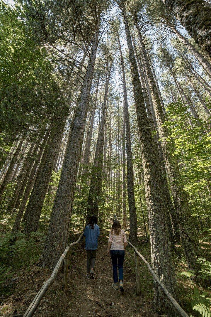 Giganti Della Sila Foto Studio Larus, 2019 © FAI Fondo Ambiente Italiano