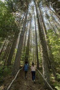 Giganti Della Sila Foto Studio Larus, 2019 © FAI Fondo Ambiente Italiano