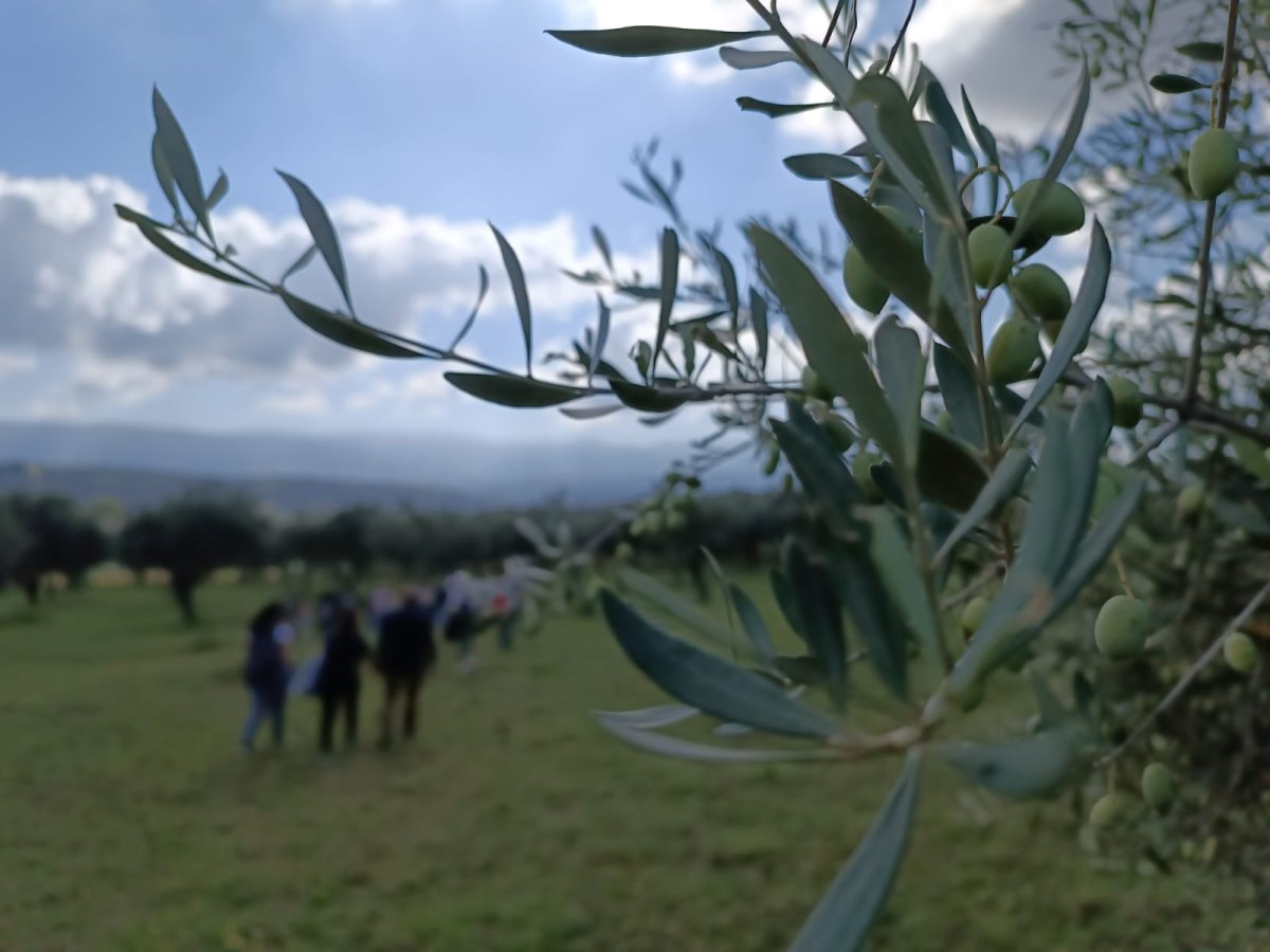 Camminata Tra Gli Olivi 7