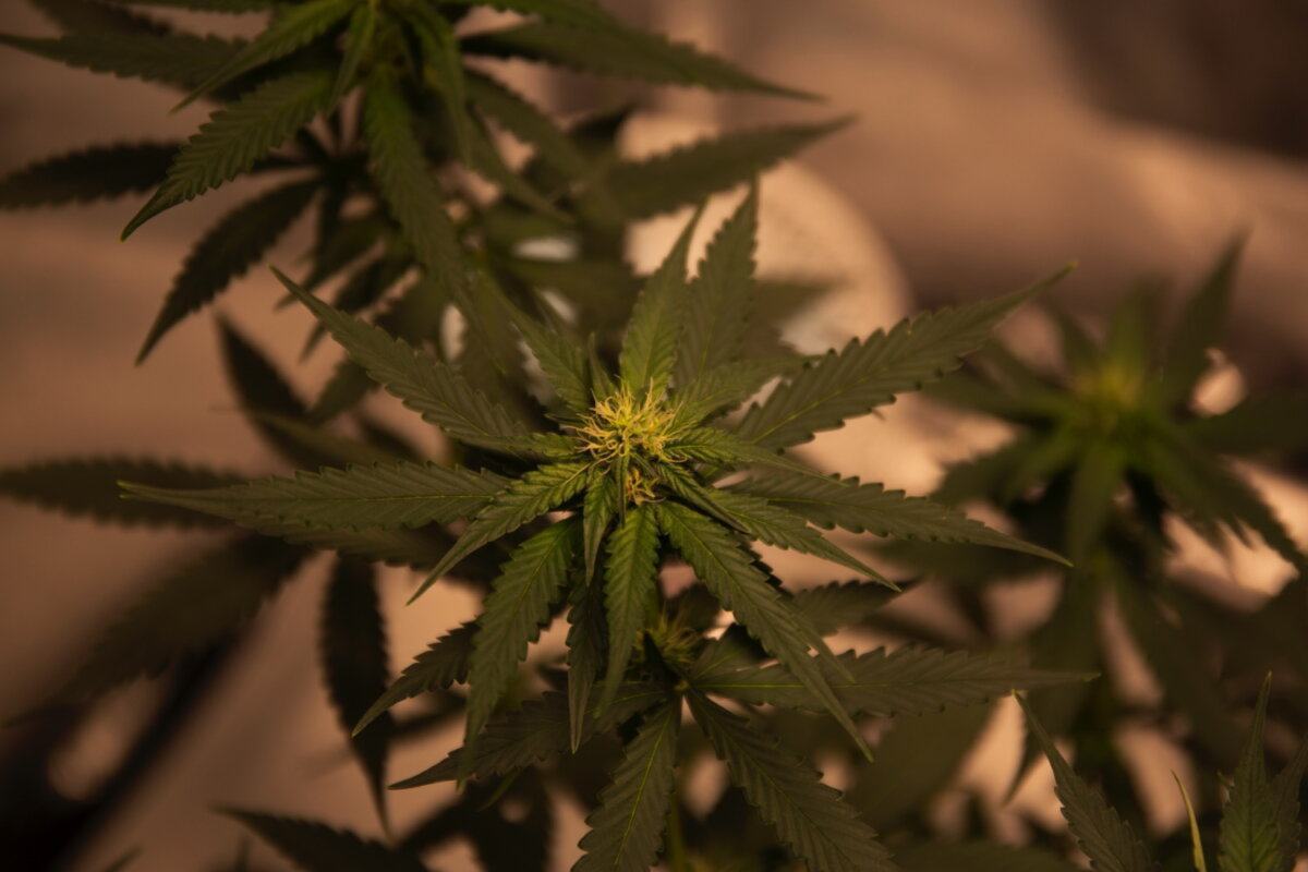 Cbd