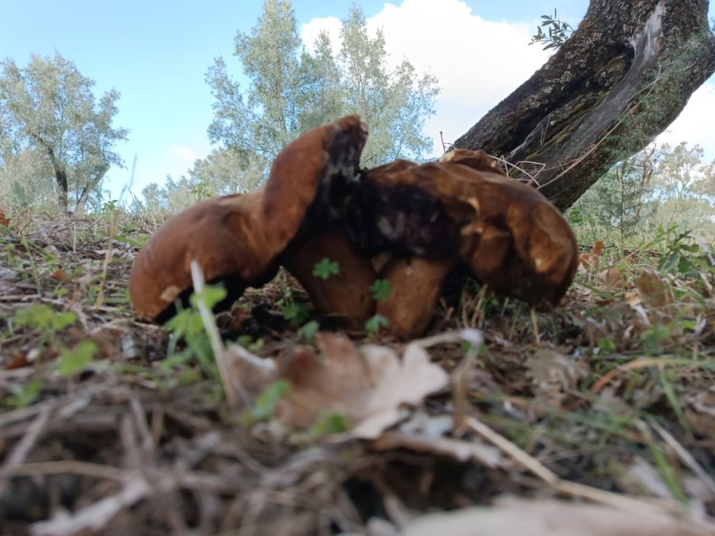 Funghi