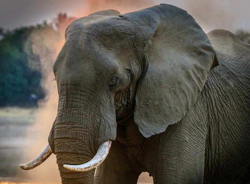 SOS Inquinamento, La Guida Degli Animali Sentinella Per Cambiare Rotta