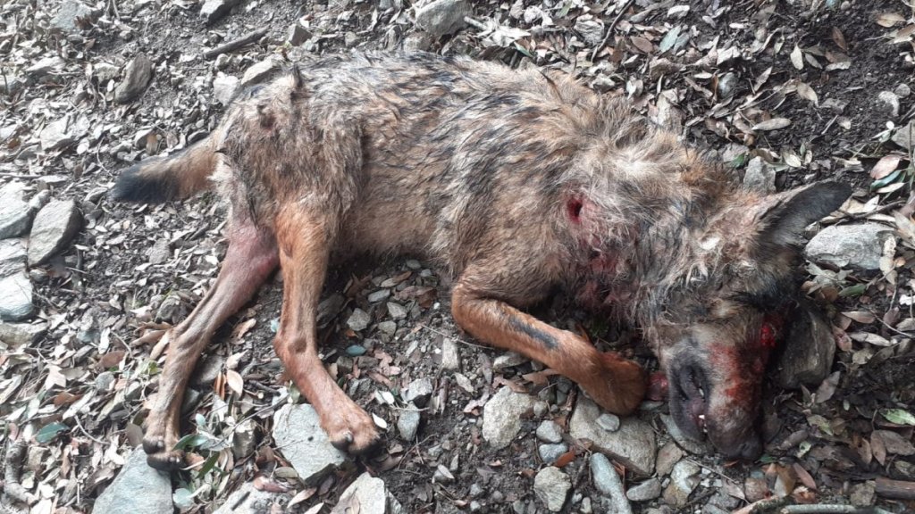 Lupo Morto (2)