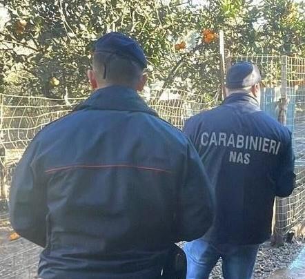 Sequestro Canili Reggio Calabria