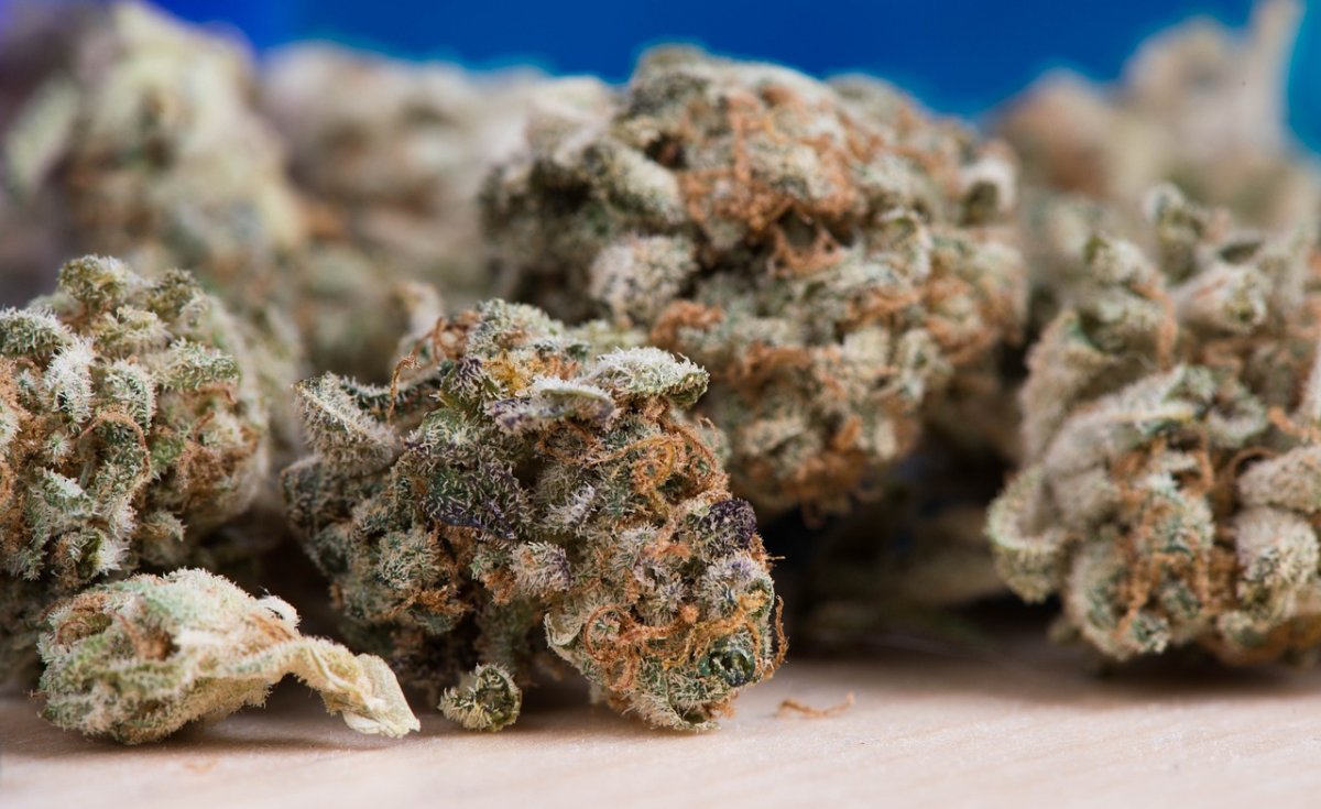 Cannabis Marijuana