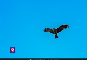 Reggina Venezia (87)