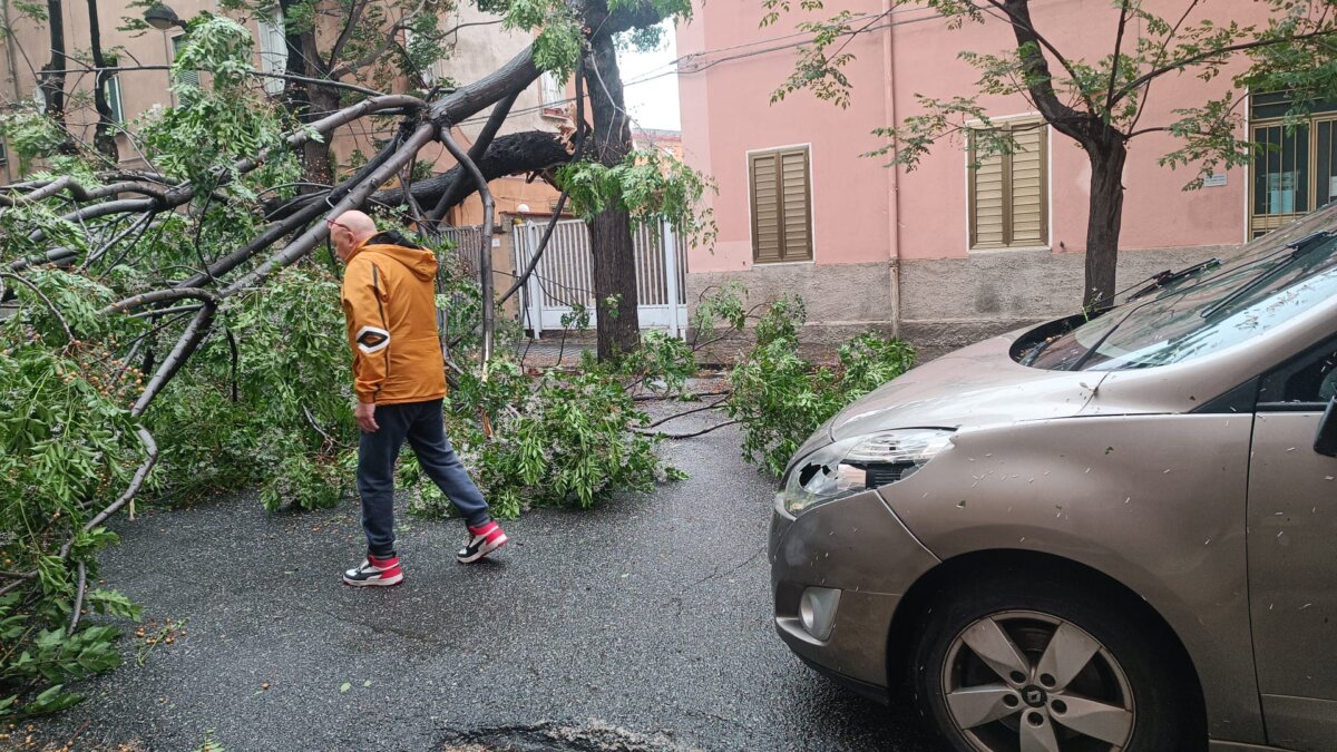 Alberi Caduti Via Galileo Galilei
