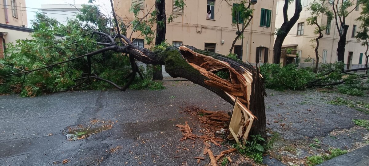 Alberi Caduti Via Galileo Galilei10