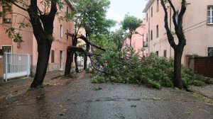 Alberi Caduti Via Galileo Galilei4