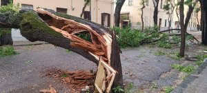 Alberi Caduti Via Galileo Galilei5