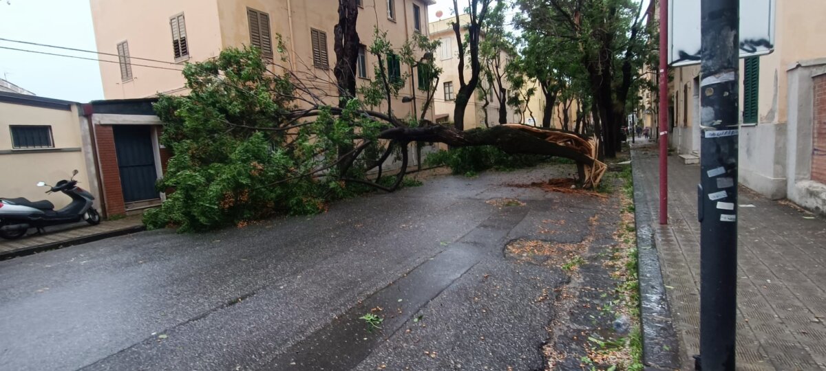 Alberi Caduti Via Galileo Galilei6