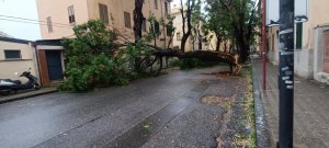 Alberi Caduti Via Galileo Galilei6