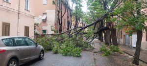 Alberi Caduti Via Galileo Galilei8