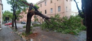 Alberi Caduti Via Galileo Galilei9