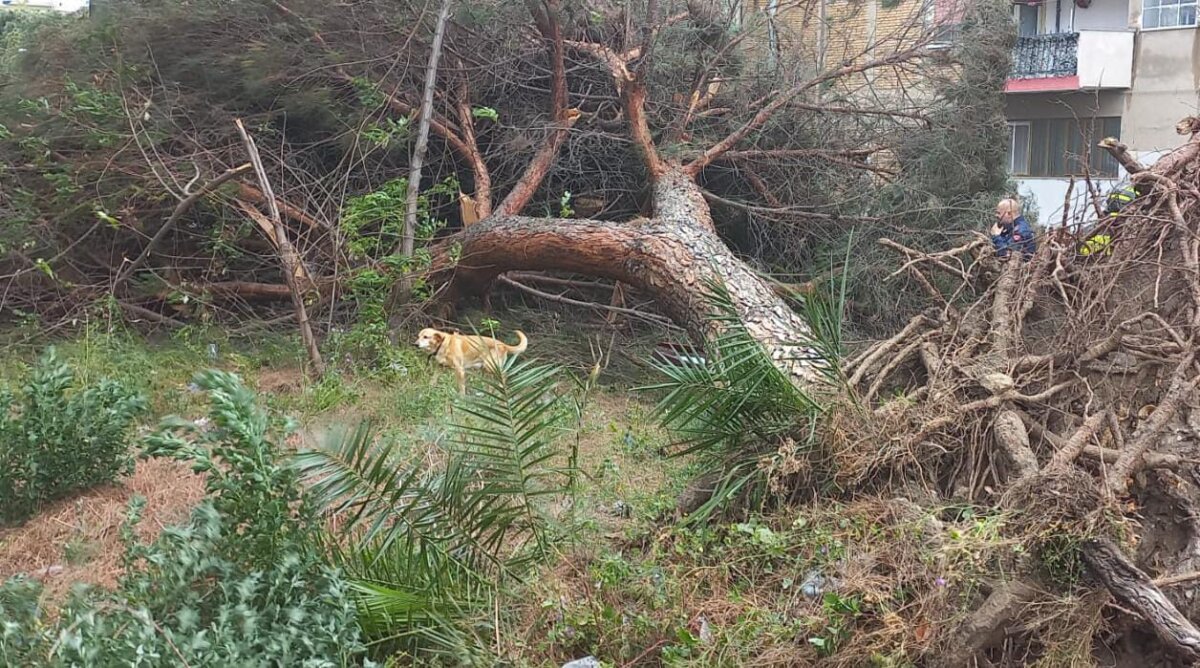Uomo Morto Albero Maltempo Rc