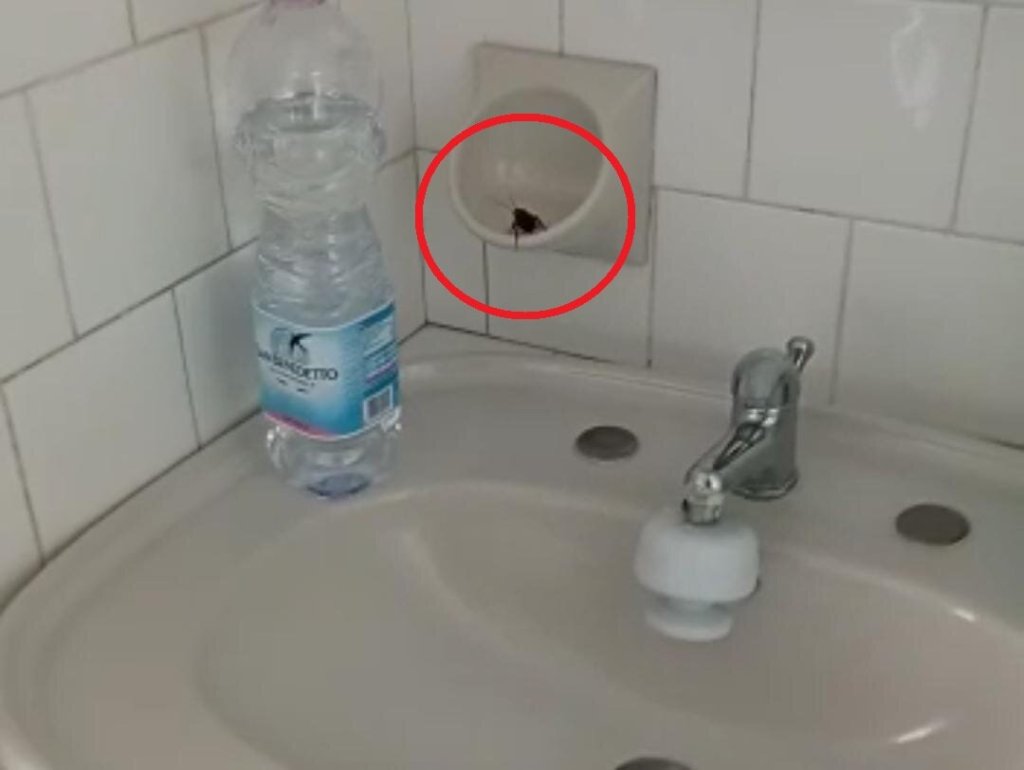 Blatta Gom Reggio Dialisi