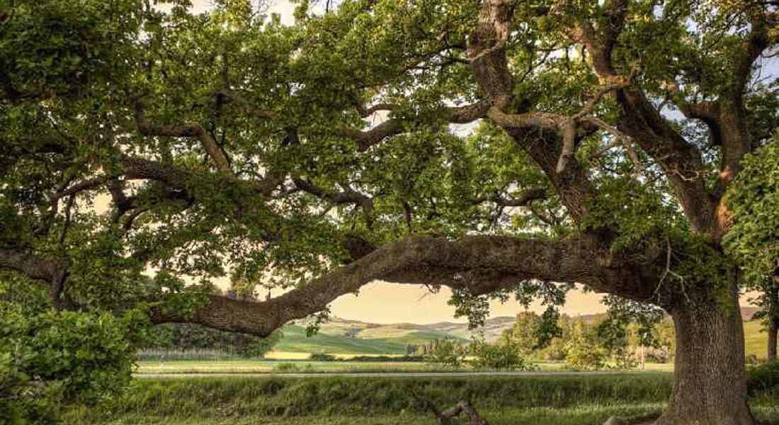 Alberi Monumentali