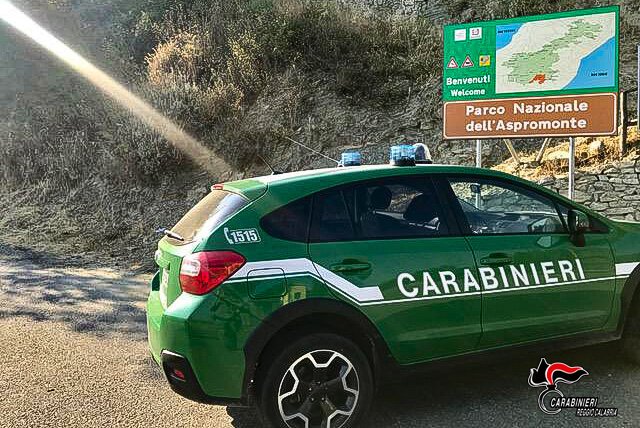 Aspromonte, cacciava illegalmente ghiri: deferito all’autorità giudiziaria