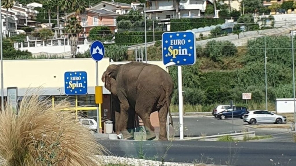 Elefante Amantea 2
