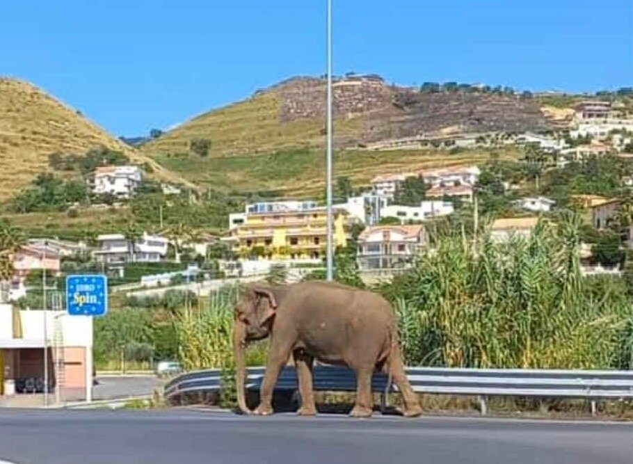 Elefante Amantea 3