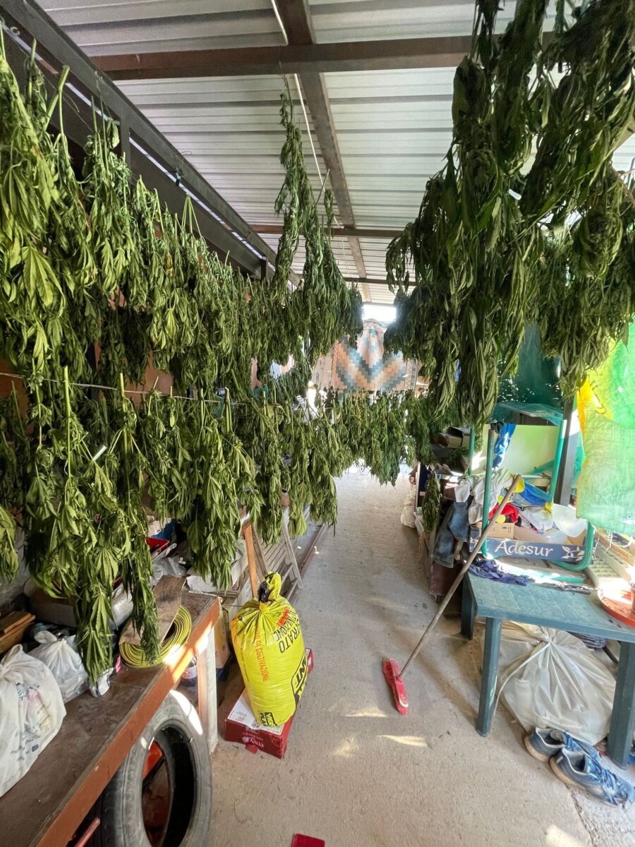 Piantagione Marijuana 1