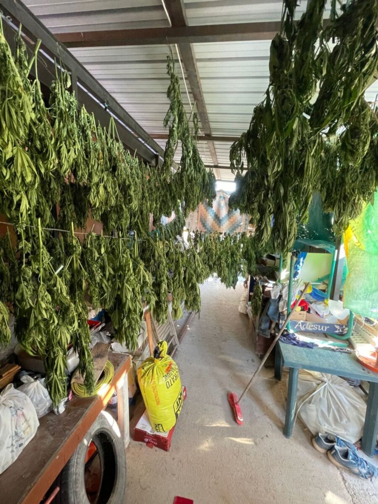 Piantagione Marijuana 1