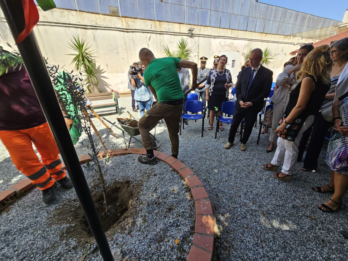 Albero Borsellino 3