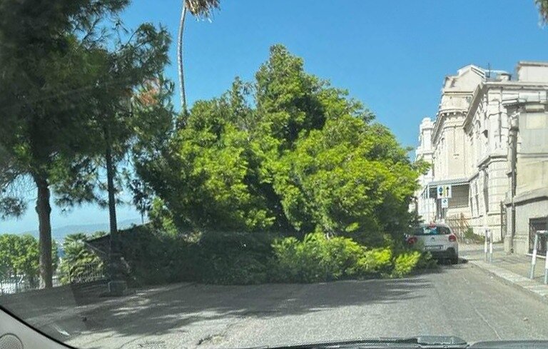 Albero Caduto Reggio Calabria