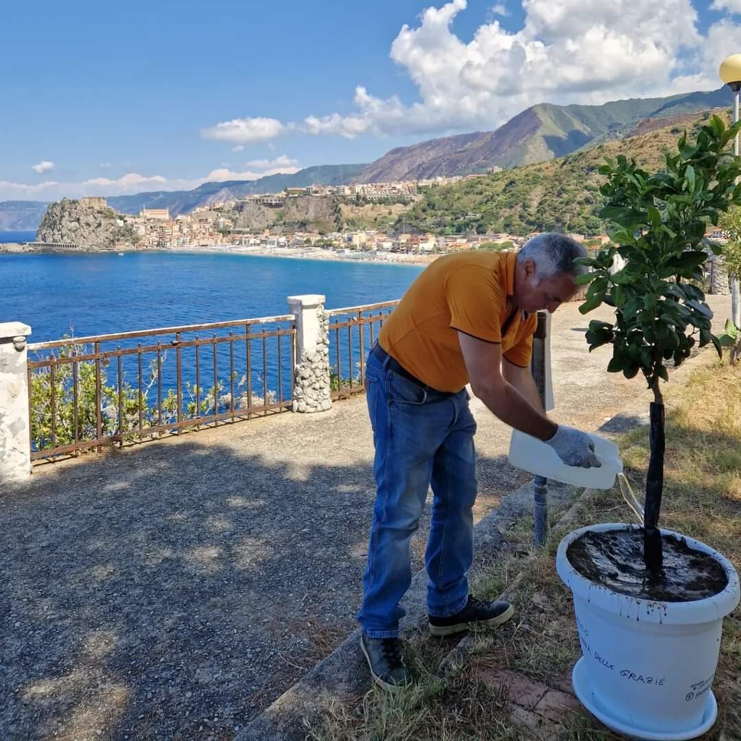 Pianta Bergamotto Belvedere Scilla 1