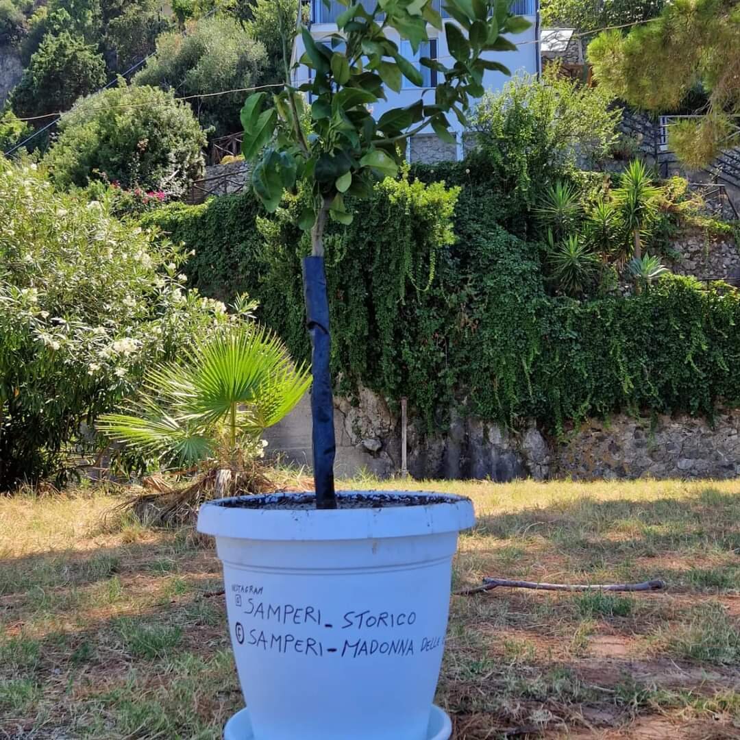 Pianta Bergamotto Belvedere Scilla 2