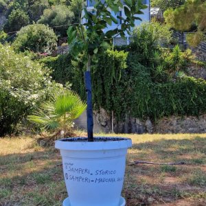 Pianta Bergamotto Belvedere Scilla 2