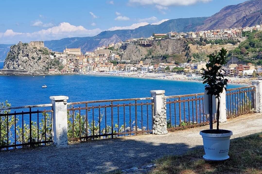 Pianta Bergamotto Belvedere Scilla