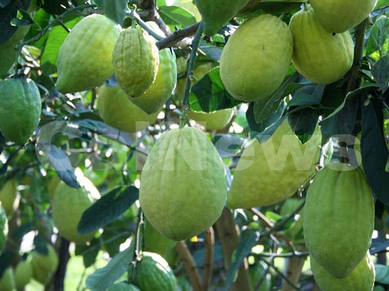 Cedro