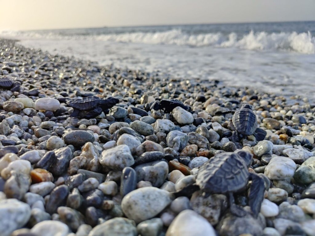 Tartarughe Caretta Caretta