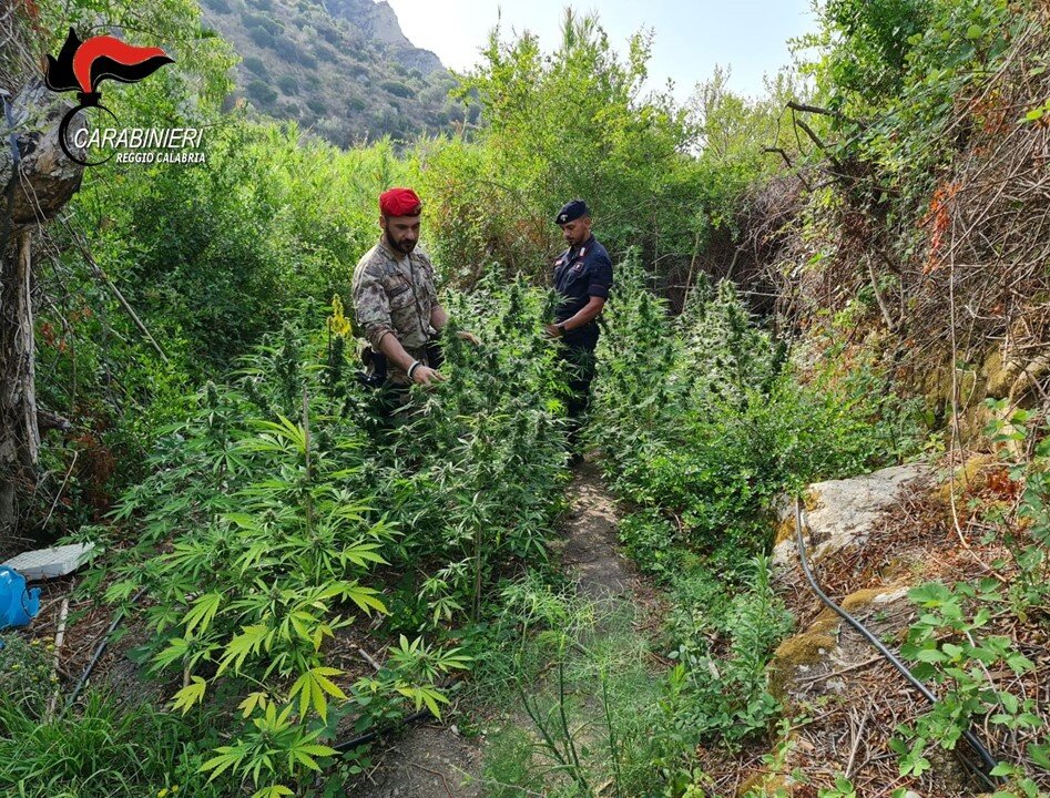 Carabinieri Marijuana