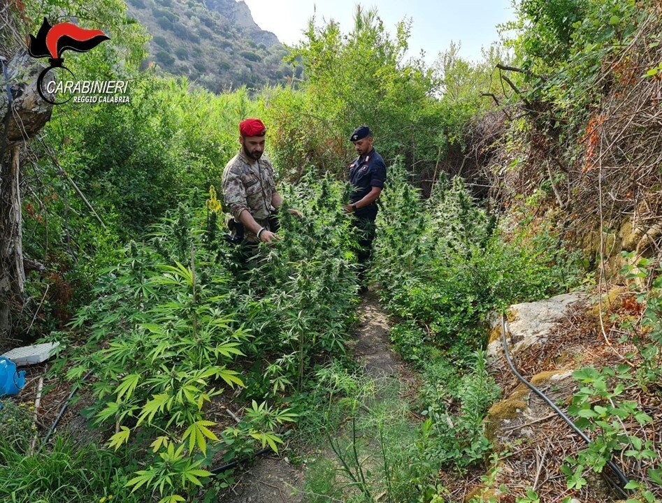 Carabinieri Marijuana