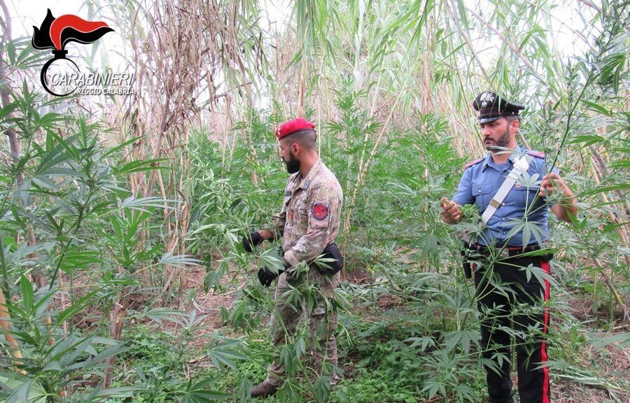 Marijuana Carabinieri 1